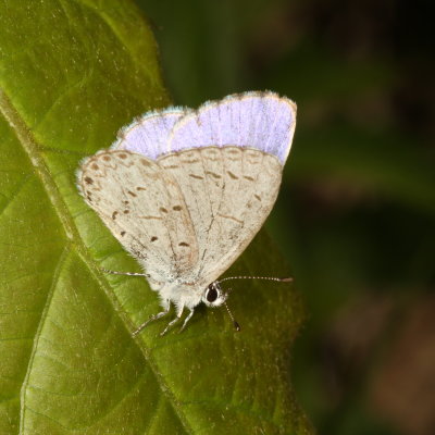 Spring Azure, form violacea