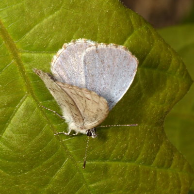 Spring Azure