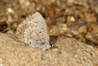 Spring Azure, form marginata