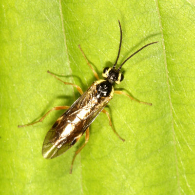Family Tenthredinidae