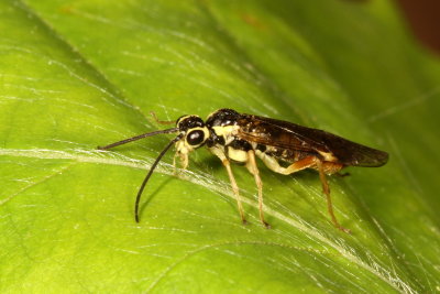 Family Tenthredinidae