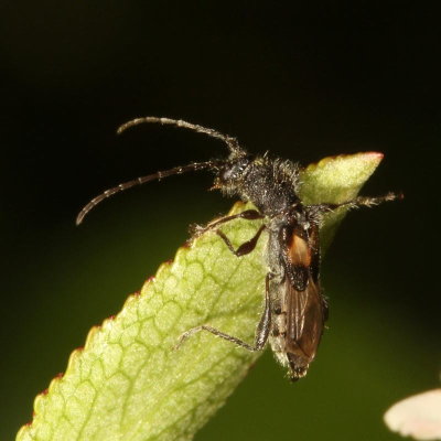 Molorchus bimaculatus