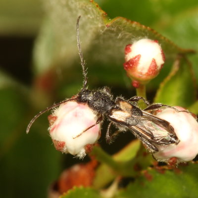 Molorchus bimaculatus
