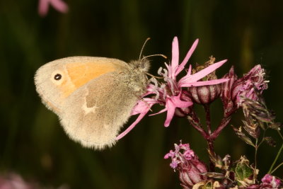 Common Ringlet