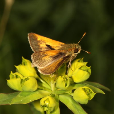 Tawny-edged Skipper ♂