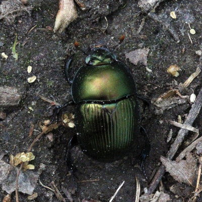 Geotrupes splendidus * Splendid Earth Boring Beetle
