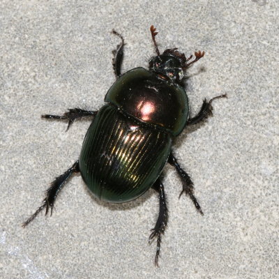 Splendid Earth Boring Beetle