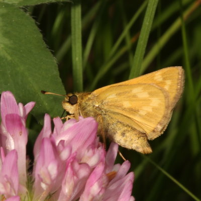 Indian Skipper