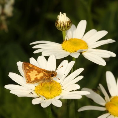 Peck's Skipper