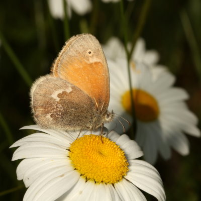 Common Ringlet