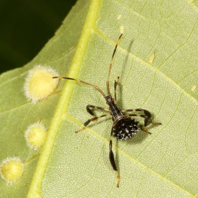 Acanthocephala terminalis * 2nd instar