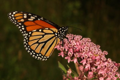 Monarch