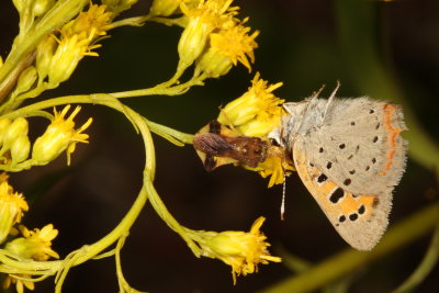 Jagged Ambush Bug & American Copper