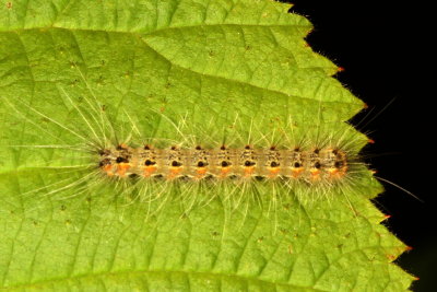 Hodges#8140 - Fall Webworm Moth - Hyphantria cunea