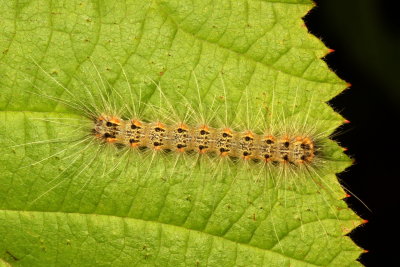 Hodges#8140 - Fall Webworm Moth - Hyphantria cunea
