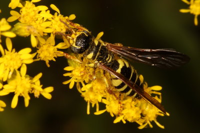 Five-banded Thynnid Wasp * Myzinum quinquecinctum ♀