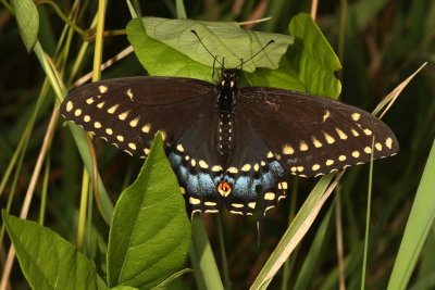 Black Swallowtail ♀