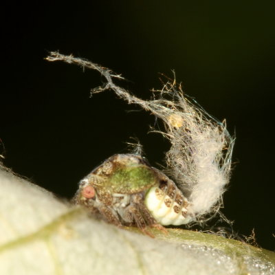 Acanalonia conica nymph
