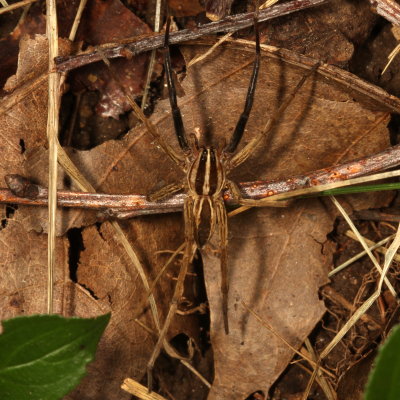 Rabid Wolf Spider