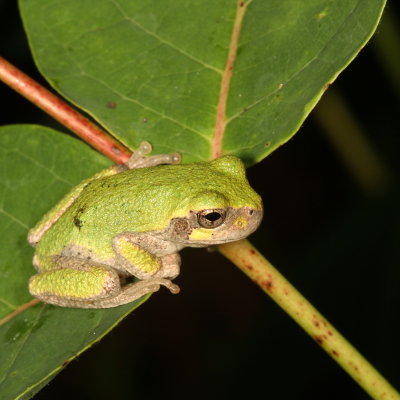 Spring Peeper