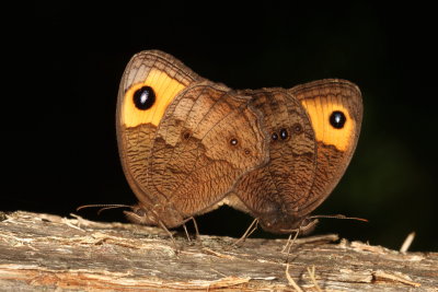 Common Wood-Nymph
