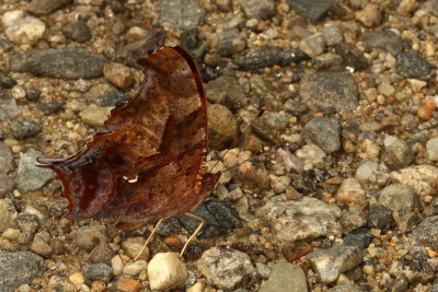 Question Mark
