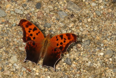 Question Mark