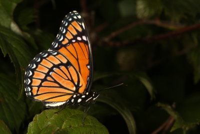 Viceroy