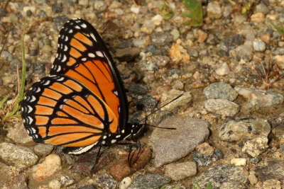 Viceroy
