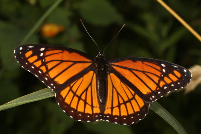 Viceroy