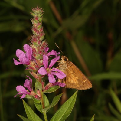 Broad-winged Skipper