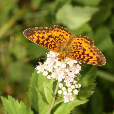 Silver-bordered Fritillary
