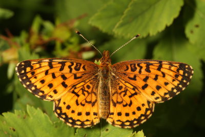 Silver-bordered Fritillary