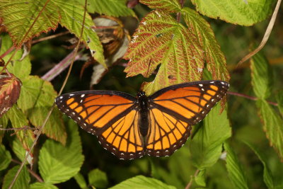 Viceroy