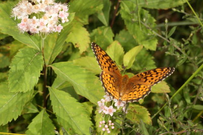 Atlantis Fritillary