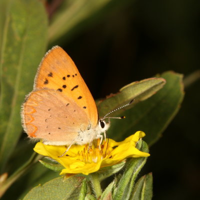 Claytons Copper