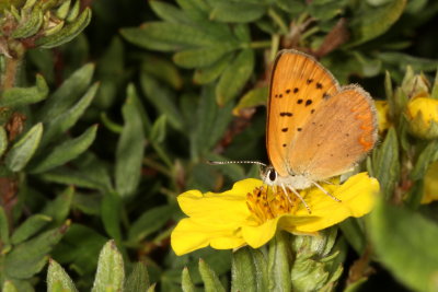 Claytons Copper