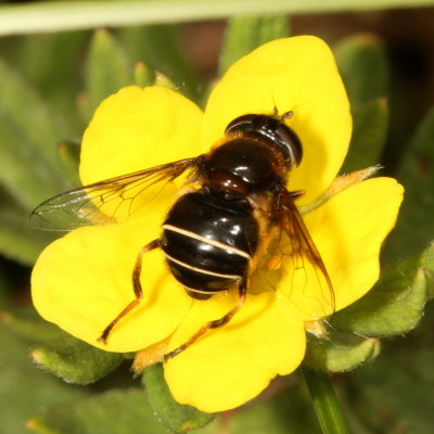 Eristalis cryptarum ♀