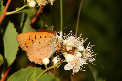 Clayton's Copper caught by Ambush Bug