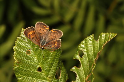 Clayton's Copper
