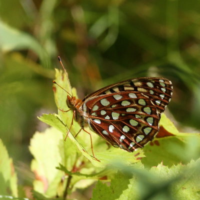 Aphrodite Fritillary