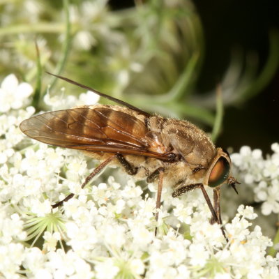 Stonemyia rasa ♀