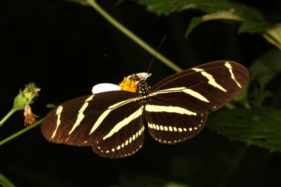 Zebra Heliconian