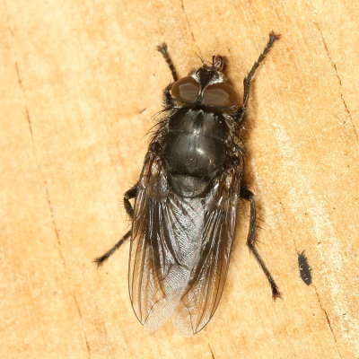 Pollenia vagabunda ♂