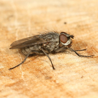 Pollenia vagabunda ♂