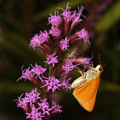 Palmetto Skipper 