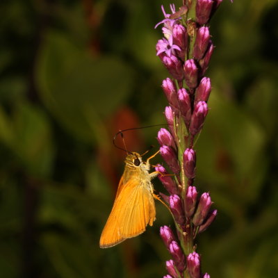 Delaware Skipper