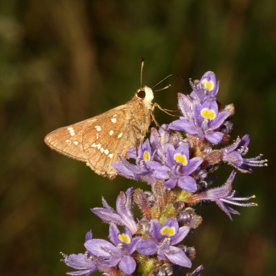 Loammi Skipper