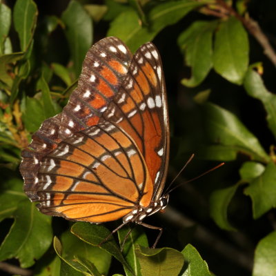 Florida Viceroy