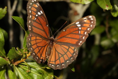 Florida Viceroy